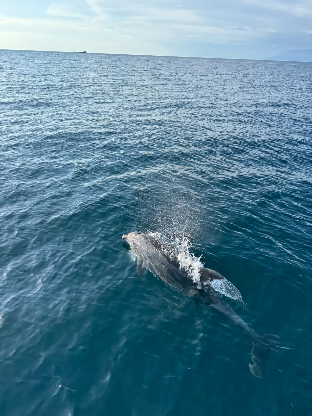 Dolphins at sea, filmed during a real trip